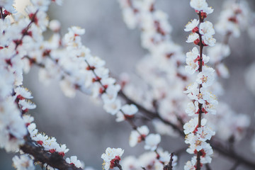 Spring flowering background. Apricot tree branch with flowers. Blooming tree branch with white flowers.  Apricot flowers background.