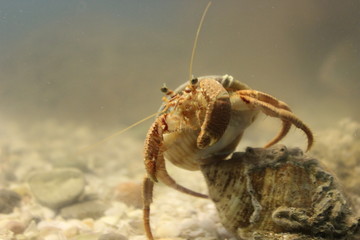 Crab