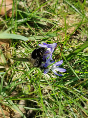 bumblebee on a flower