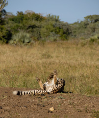 Cheetah rolling on sand mound, KwaZulu-Natal, South Africa

