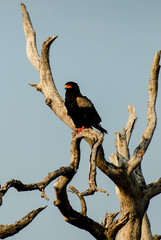 Bateleur sitting atop dead tree branch, South Africa