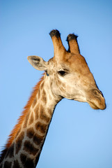 Giraffe portrait, KwaZulu-Natal, South Africa