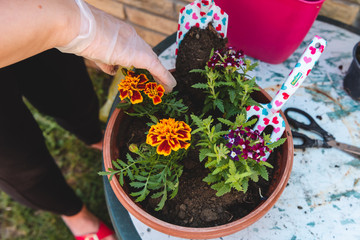 Woman at home planted new young flowers in pots