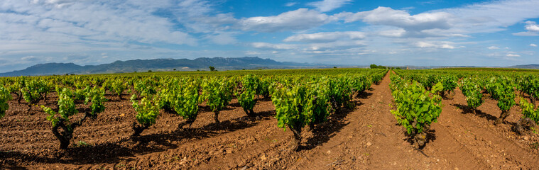 Fototapeta na wymiar vineyards in spain, traditional goblet trellis with mountains in the background and blue sky