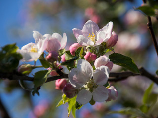 Kwiecień zakwitły jabłonie w Polsce 