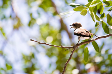 bird on a branch