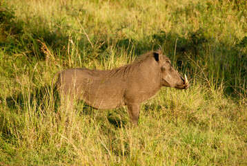 Warthog in grass, KwaZulu-Natal, South Africa