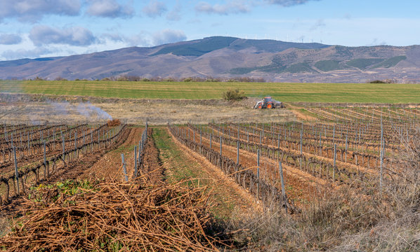 pruning of vineyards in spain and collection of vine shoots by tractor
