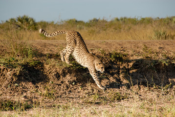 Cheetah stretching and walking down sand mound, South Africa