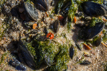 Vaquita de San Antonio en la playa. Coccinellidae