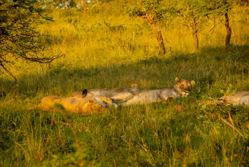 Three lioness lounging in green grass, South Africa