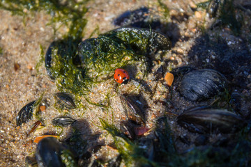 Vaquita de San Antonio en la playa. Coccinellidae