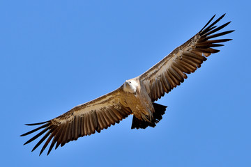 buitre leonado en vuelo sobre cielo azul  (Gyps fulvus) Marbella Andalucía España	