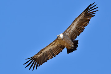Obraz premium buitre leonado volando en sobre un cielo azul (Gyps fulvus) Marbella Andalucía España 