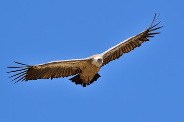 Fototapeta premium buitre leonado volando frente al sol (Gyps fulvus) Marbella Andalucía España 
