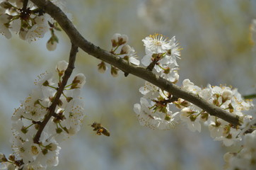 
Flowering branch with flying bees