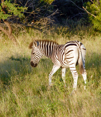 Naklejka premium Zebra in grass, KwaZulu-Natal, South Africa