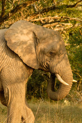 Fototapeta na wymiar African elephant in semi-shade, South Africa