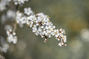 Printemps
