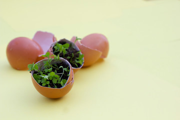 brown eggs shell with plants inside the eggshell on a yellow background DIY creative concept.