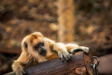 Baby Howler monkey falling off of a branch at the zoo