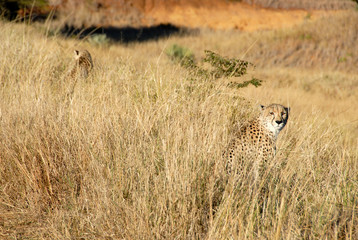 Cheetah sitting in long grass looking to the side, KwaZulu-Natal, South Africa