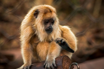 Obraz premium Baby howler monkey in an enclosure at the zoo