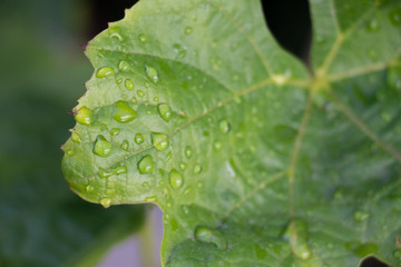 Freshly dropped water droplets on a large green leaf after rain