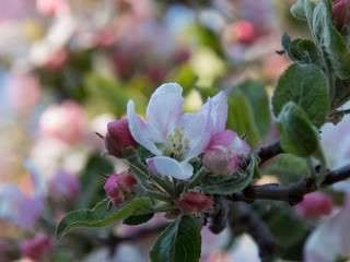 Pięknie kwitnie jabłoń kwiaty wiosna  - obrazy, fototapety, plakaty