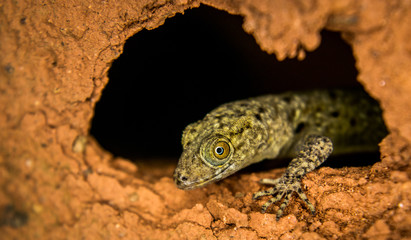 Obraz premium Details