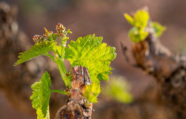 detail of the first vine outbreaks in spain
