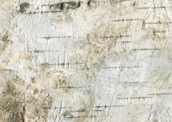 Natural wood texture background with raw birch textures for forestry and wooden wallpaper. White birch-tree bark for rough wooden wall.
Organic materials for print design and rustic web banner.