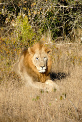 Lion blind in one eye lying in grass, KwaZulu-Natal, South Africa

