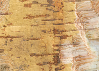 Natural wood texture background with raw birch textures for forestry and wooden wallpaper. White birch-tree bark for rough wooden wall.
Organic materials for print design and rustic web banner.