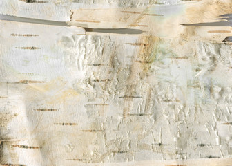 Fototapeta na wymiar Natural wood texture background with raw birch textures for forestry and wooden wallpaper. White birch-tree bark for rough wooden wall. Organic materials for print design and rustic web banner.
