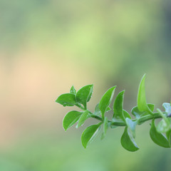 Green leaf twig closeup with melted blur background 