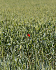 Beautiful red flower on grass