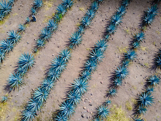 vista aérea de plantio de agave