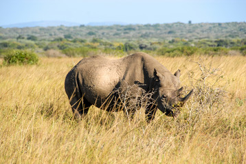 Obraz premium Black rhinoceros amongst long grass, South Africa