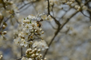 
Flowering branch with flying bees