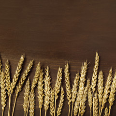 Autumn harvest of grain crops. Top view of bunch stems with ears of wheat on dark brown wooden background. Rustic style crop concept. Copy space.