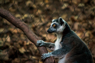 Lemur running around an enclosure at the John Ball Zoo in Grand Rapids Michigan
