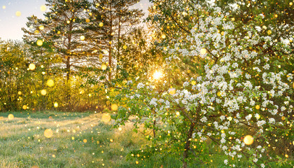 spring forest panorama landscape with a flowering apple tree and a meadow