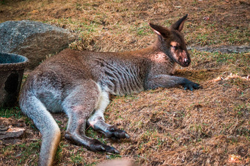 Naklejka na ściany i meble lazy wallaby at the zoo laying in the shade