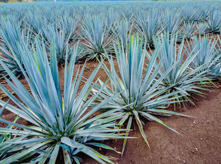 plantas de agave
