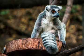 Lemur running around an enclosure at the John Ball Zoo