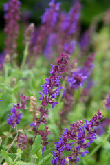 Obraz premium Sage (Salvia) plant blooming in a garden