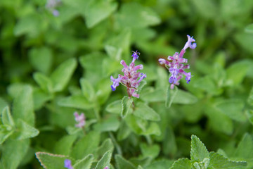 Mint growing in a garden