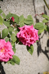 Pink rose blossom spring romantic flower