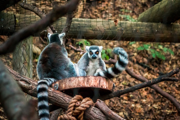 Lemurs playing on a sunny day